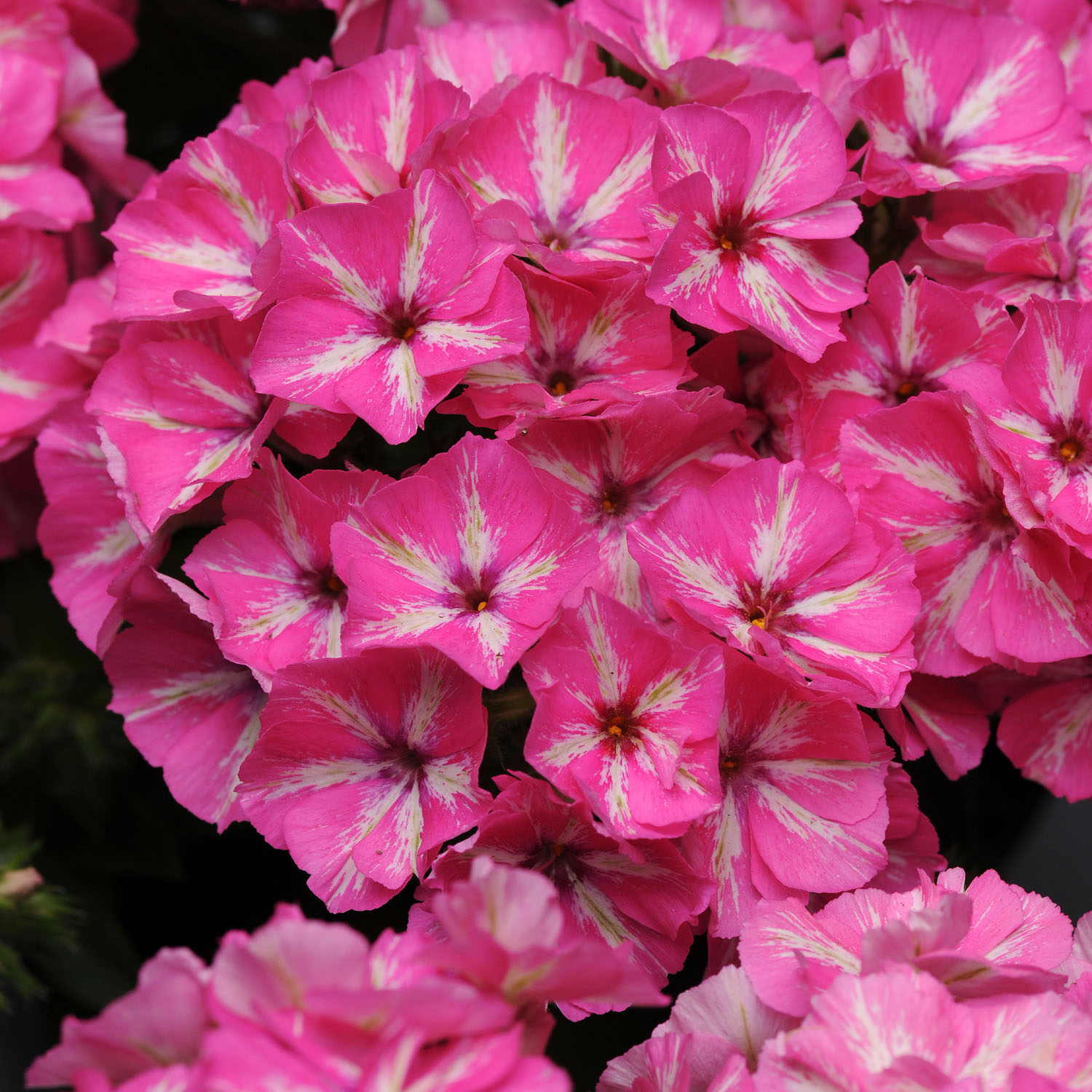 Phlox Grammy Pink & White Garden Flowers