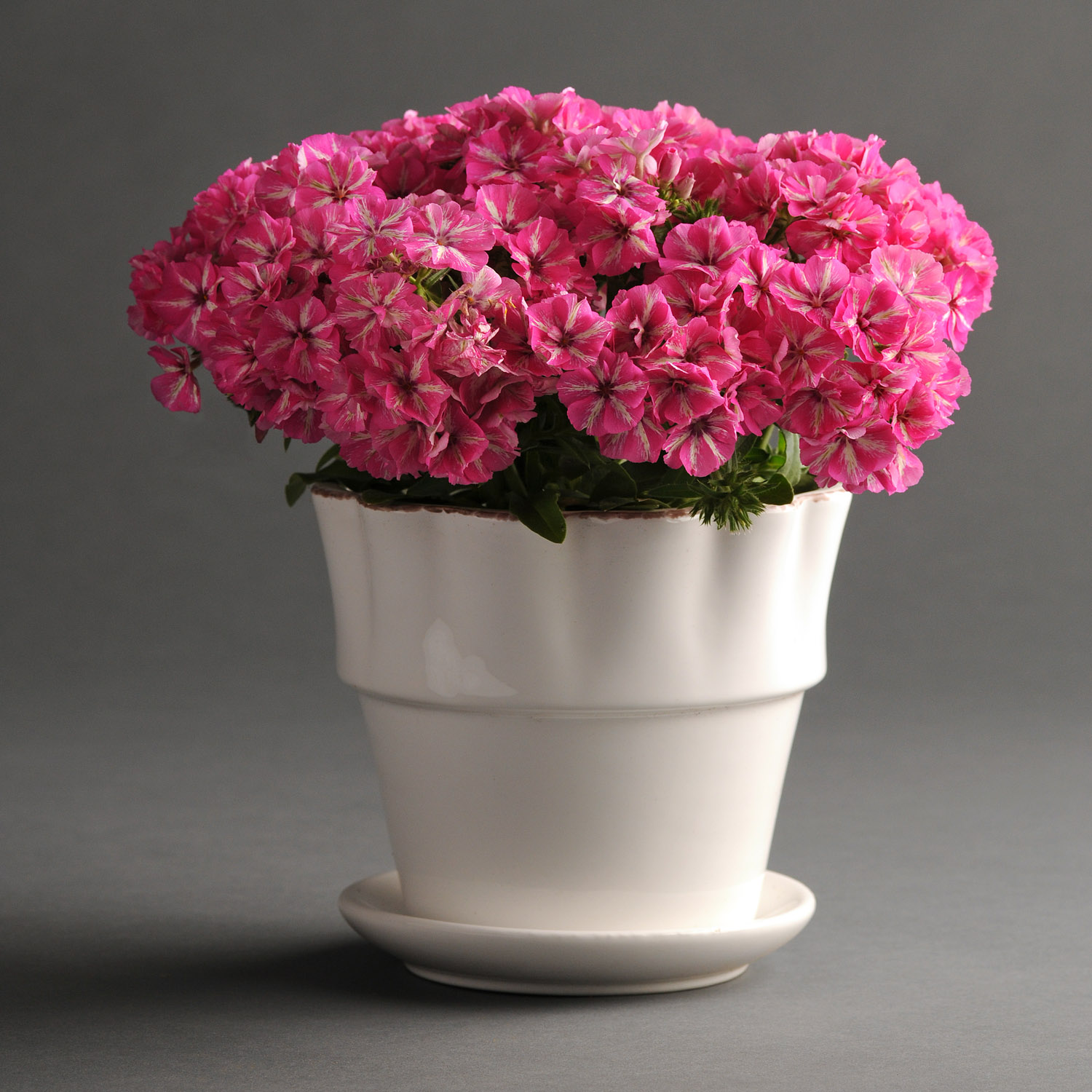 Phlox Grammy Pink & White Flowers