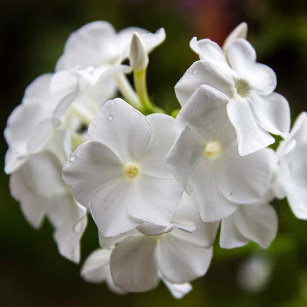 Phlox Seed Drummond White Phlox Flower Seeds