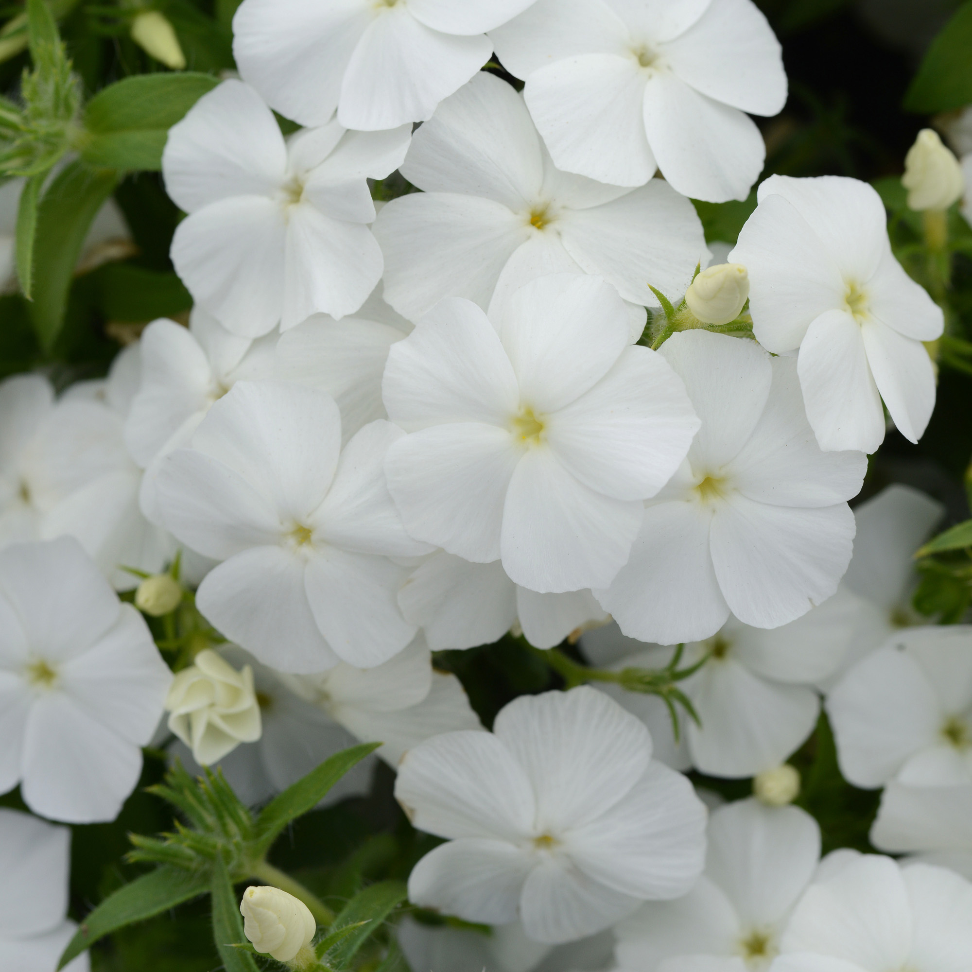 Drummondii Phlox White Container Flowers