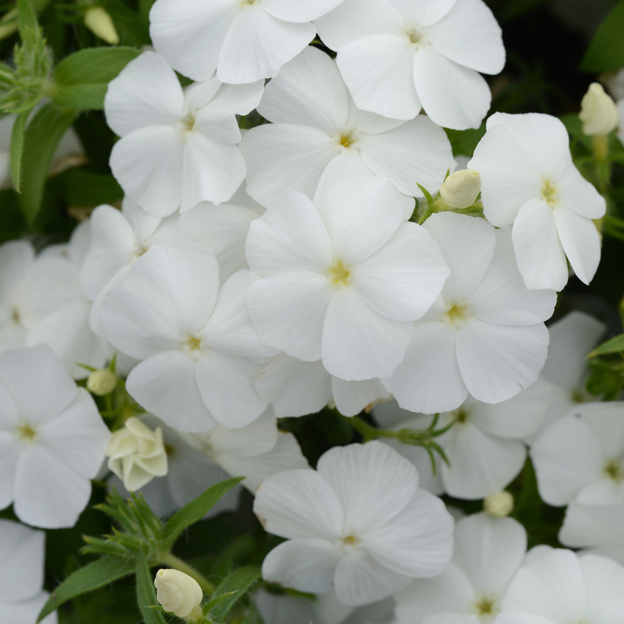 Phlox Flowers Colors