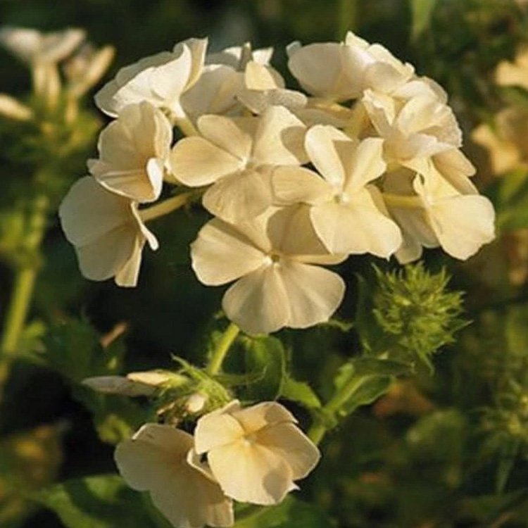 Phlox Seed Yellow Phlox Flower Seeds