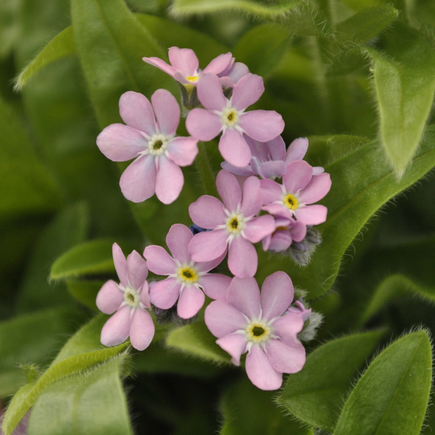 Pink Chinese Forget Me Not Flowers