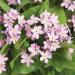 Cynoglossum Amabile Mystic Pink Flowers