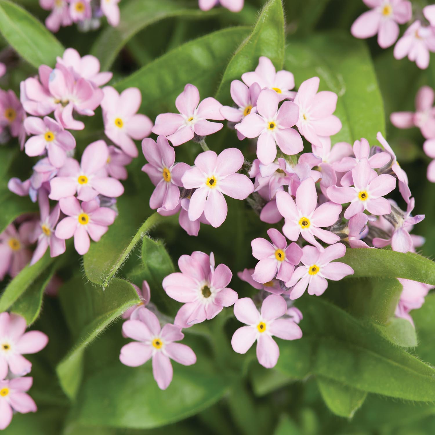 Chinese Forget-Me-Not Seeds - Mystic Pink Flower Seeds