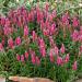 Veronica Pink Goblin Flower Seeds