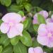 Vinca Pink