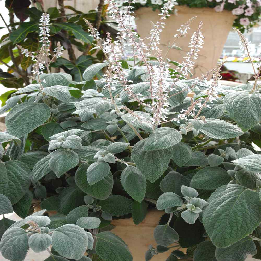 Perennial Plectranthus Silver Shield