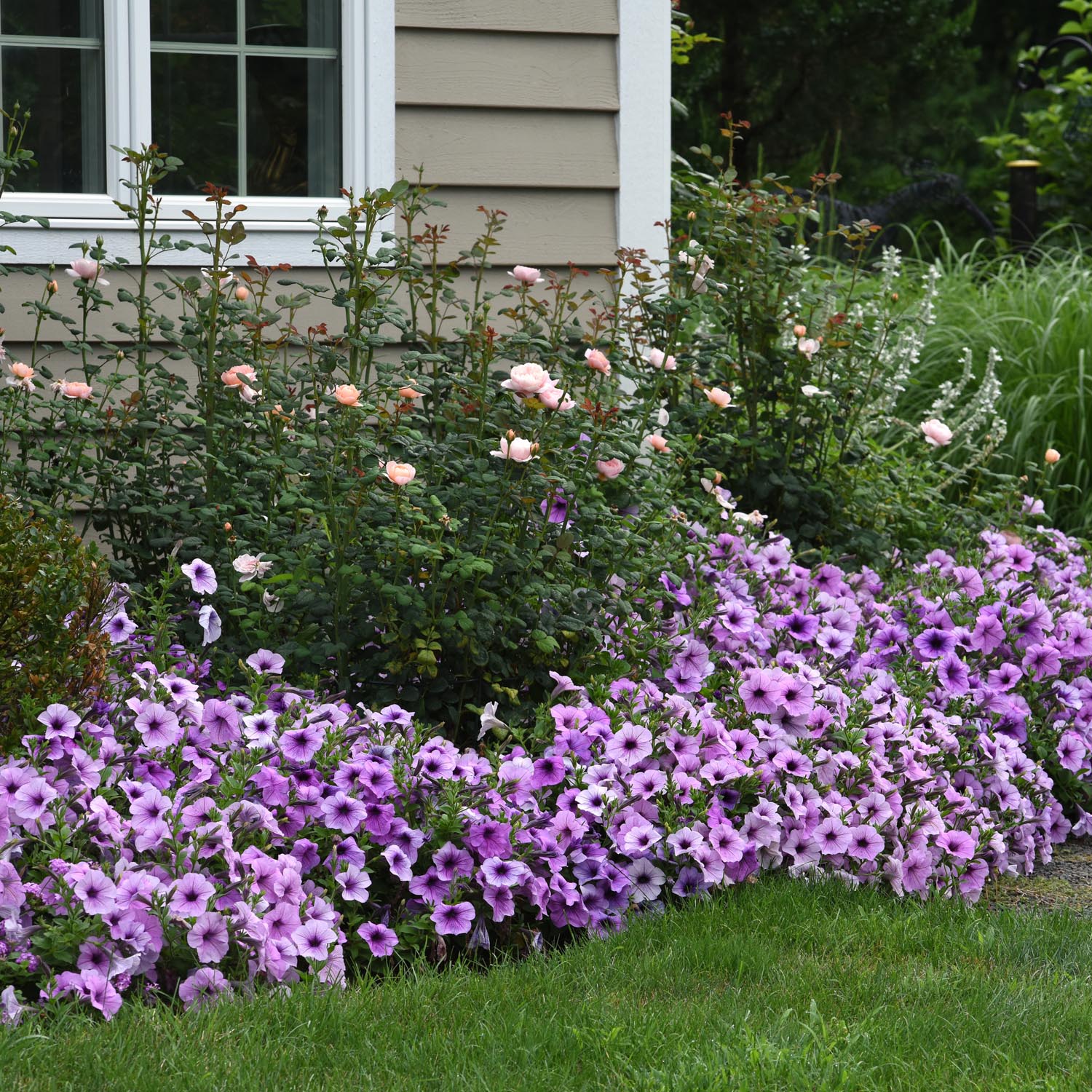Easy Wave Plum Vein Petunia Flower Seed