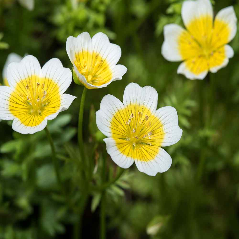 Limnanthes Douglasii Seeds - Meadowfoam Ground Cover Seed