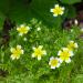 Meadowfoam Flowers