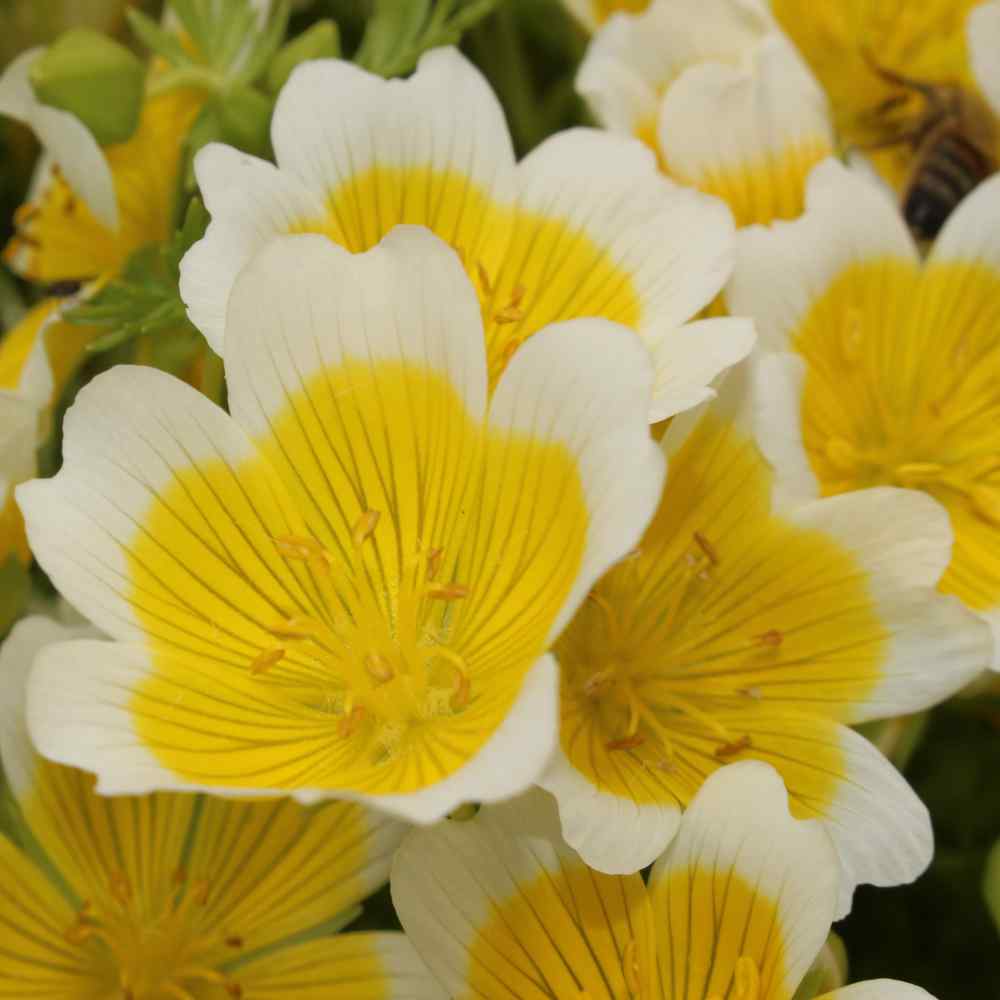 Limnanthes Douglasii Seeds