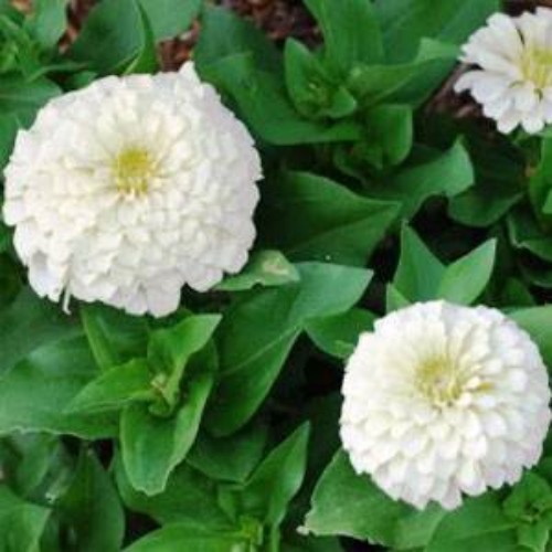 Zinnia Elegans Dahlia Flowered Polas Bear
