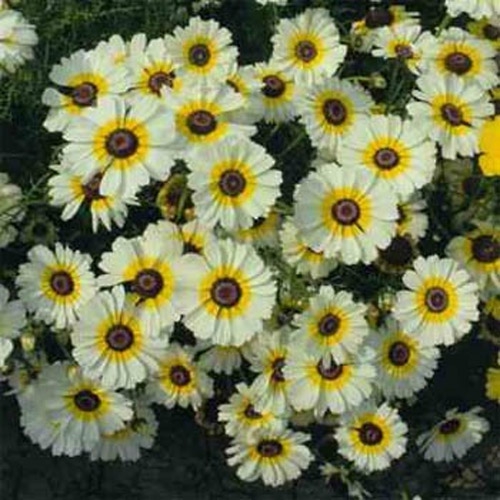 Painted Daisy Seeds Chrysanthemum Carinatum Polar Star Flower Seeds