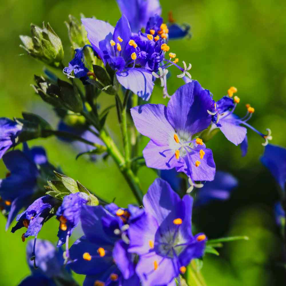 Grow Polemonium Seeds...