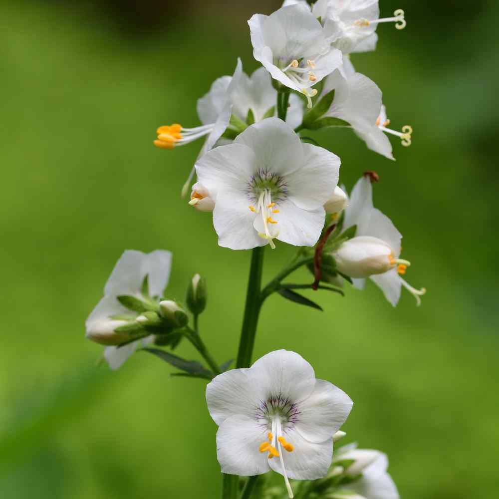 Grow Polemonium Seeds...