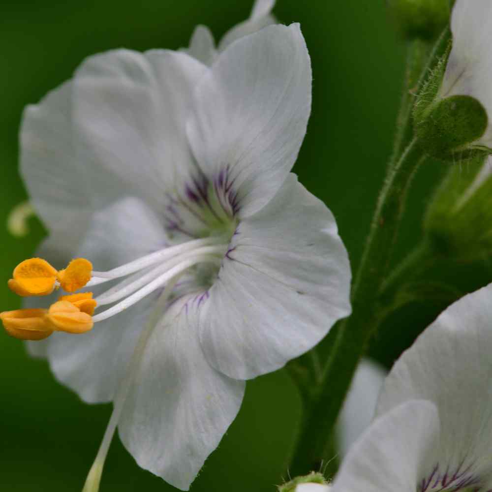 Polemonium Seeds | White