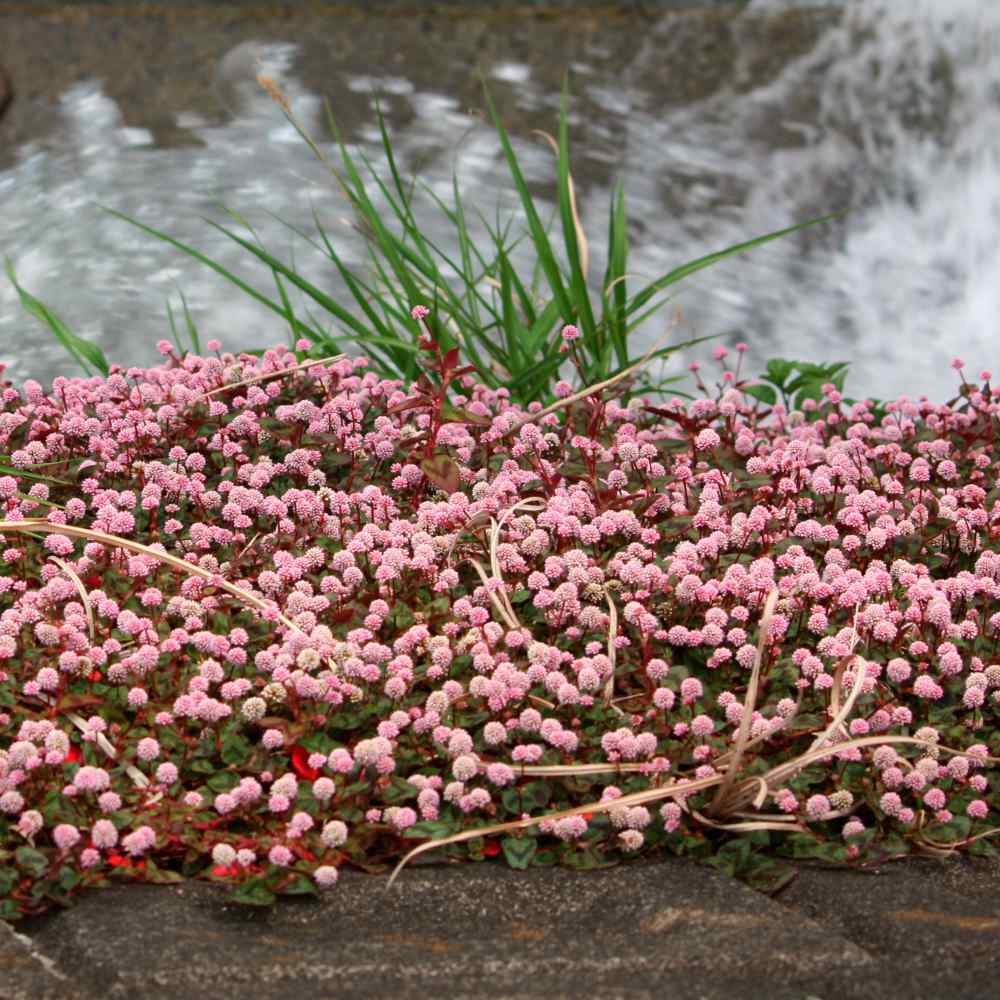 Polygonum Capitatum Punching Balls Flowers