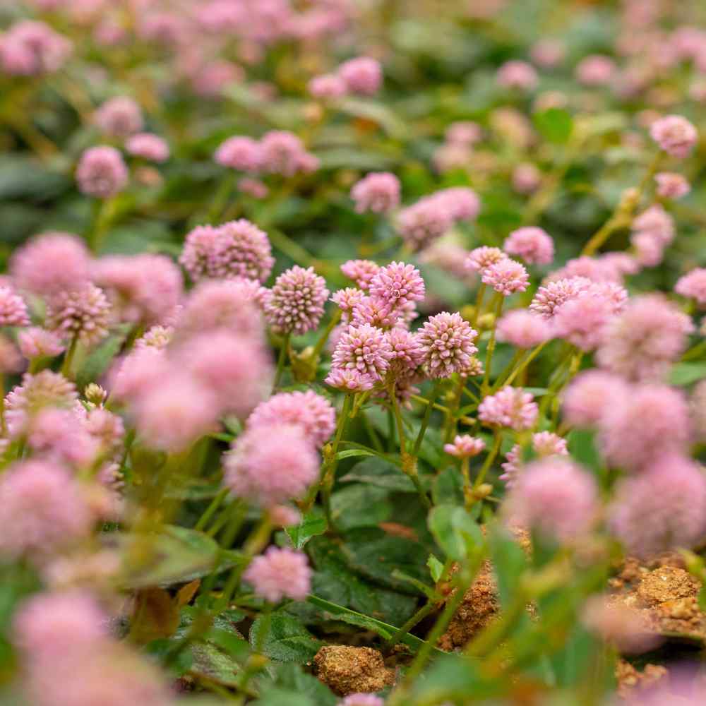 Pinkhead Smartweed Garden Flowers