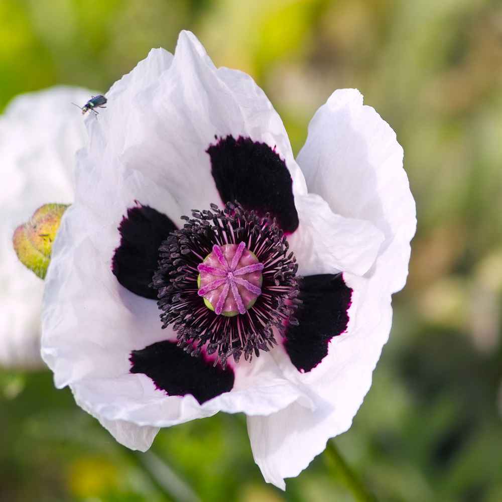 Poppy Checkers Flowers