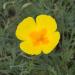 California Poppy Golden West Wildflowers