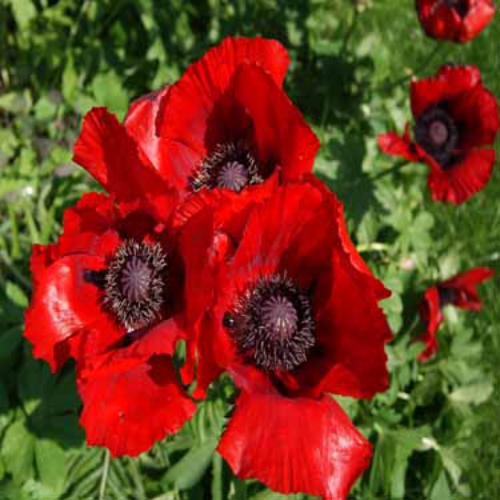 Papaver Orientale Beauty of Livermore