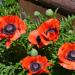 Papaver Orientale Orange-scarlet