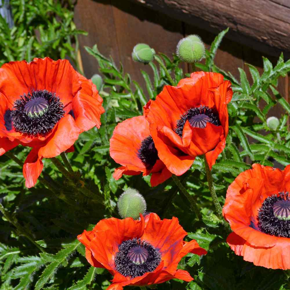 Poppy Seeds Oriental Orange Scarlet Poppy Flower Seed