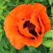 Perennial Poppy Orientale Orange Flowers