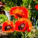 Perennial Papaver Orientale Orange-scarlet Garden Flowers