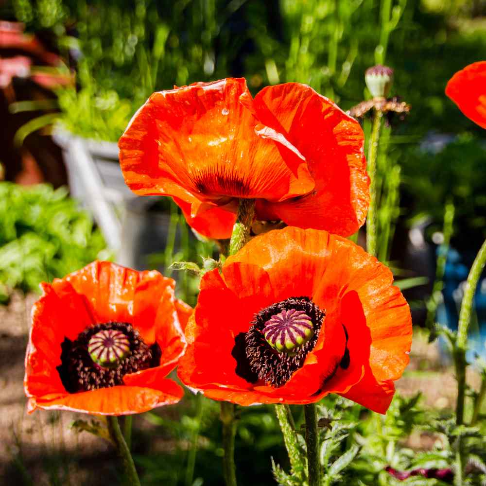 Tall-Growing Perennial