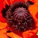 Poppy Orientale Orange-scarlet