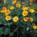 Potentilla Orange Starlit