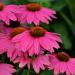 Echinacea Purpurea PowWow