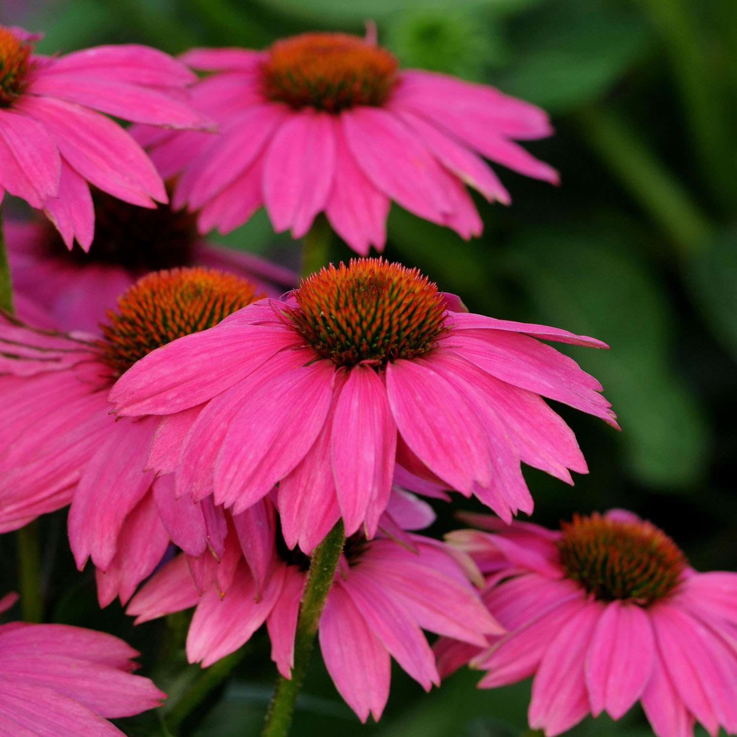 Vivid Prairie Flower