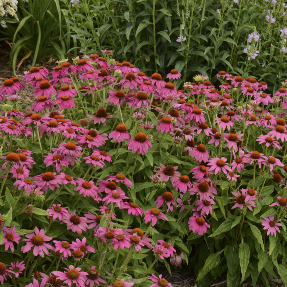 Echinacea PowWow Wild Berry