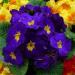 Primrose Acaulis Accord Blue