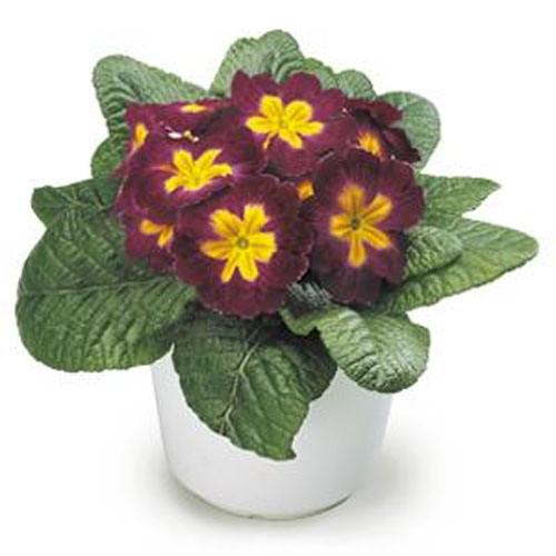 Primula Acaulis Danova Burgundy Bicolor