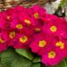 Common Primrose Danessa Pink Shades Flower Seeds