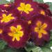 Common Primrose Acaulis Danova Burgundy Bicolor