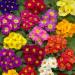 Common Primrose Acaulis Grower Select Mix