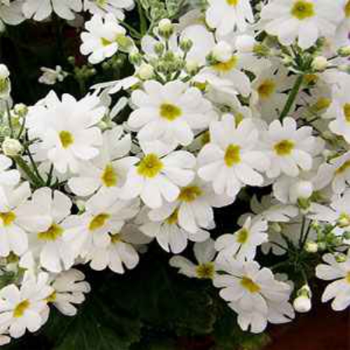 Fairy Primrose Seeds White - 