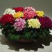 Common Primrose Acaulis Primlet Flower Seed Mix