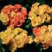 Common Primrose Primlet Sunrise Mix Flower Seeds