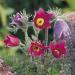 anemone red flowers