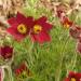 Pulsatilla Red Flower