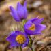 Pulatilla Flower Violet