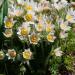 Anemone Pulsatilla White