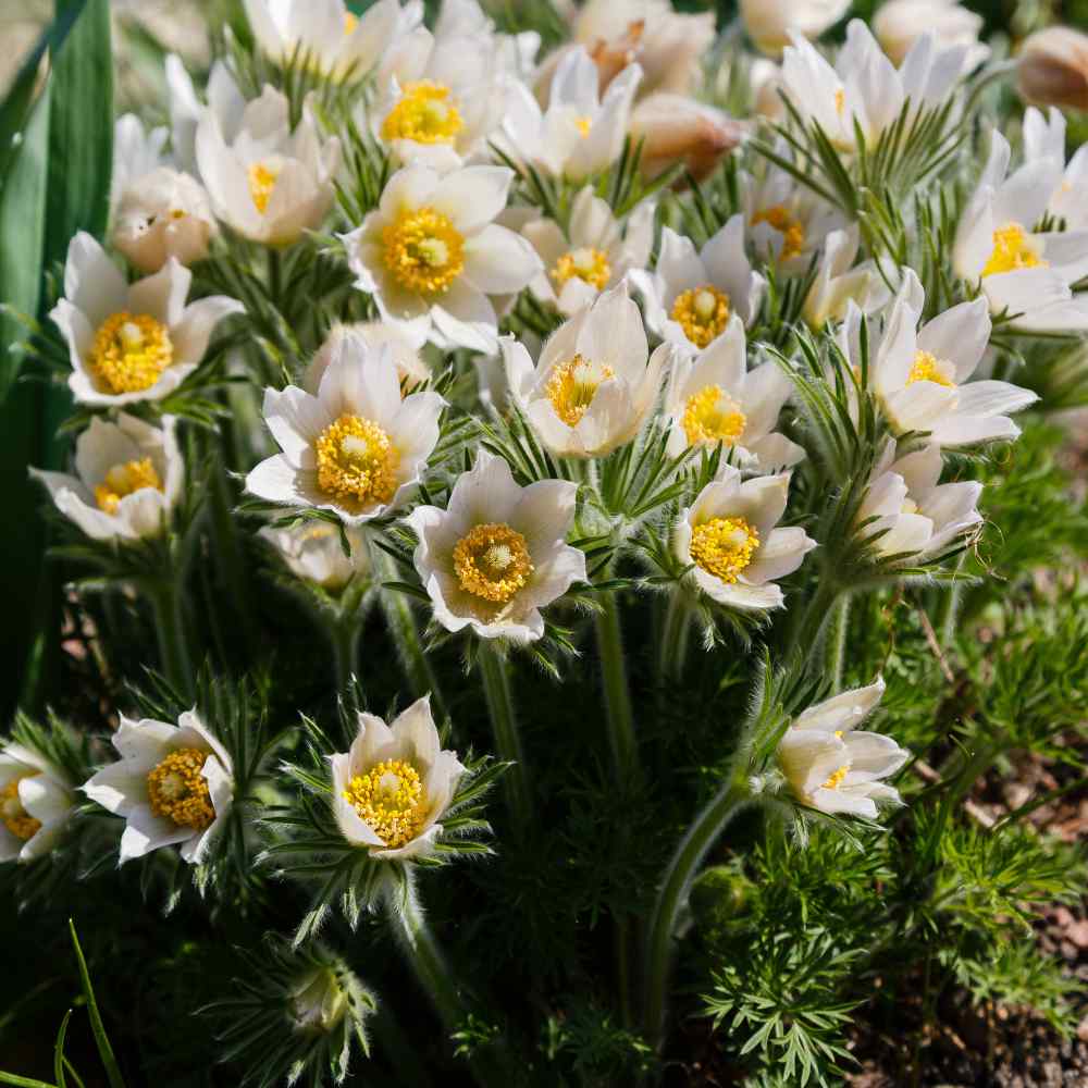 Anemone Seeds - White