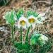 anemone white flowers